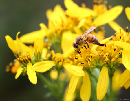 Bee in the Yellow