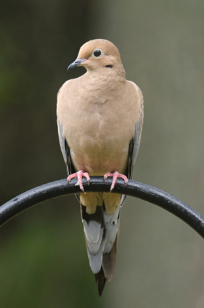 Mourning Dove