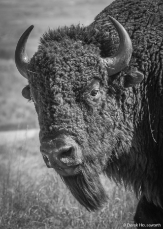 Plains Bison