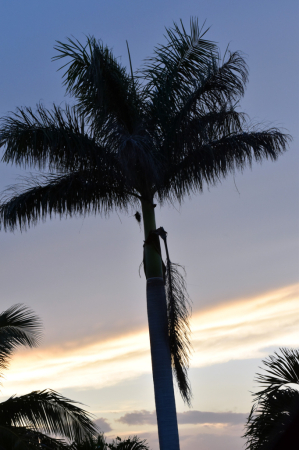 PALM AT SUNSET