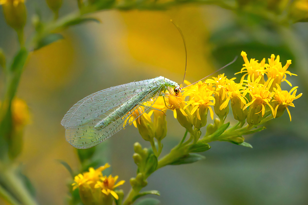 Lovely Lacewing Enjoying the Goldenrod