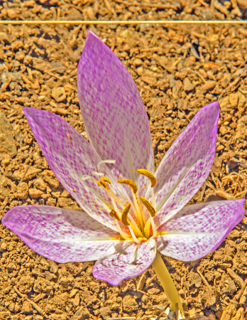 Autumn Crocus.