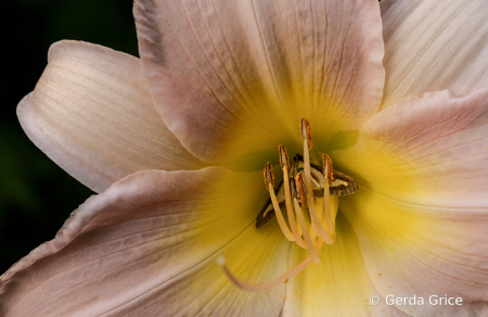 Lily with Butterfly in Its Centre