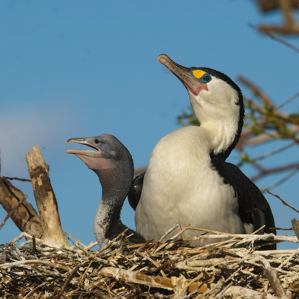 Mum with chick