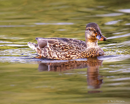 Mallard (female)