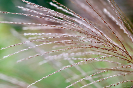 Feathers of Fine Lines