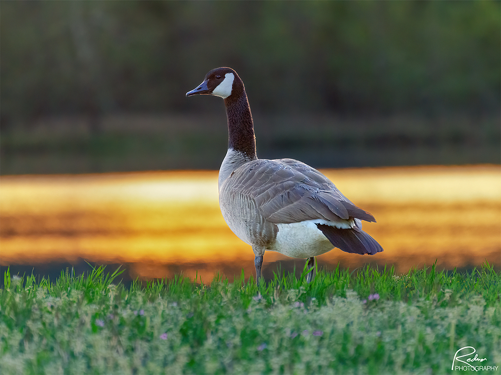 River Goose at Sunrise