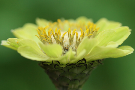 Zinnia