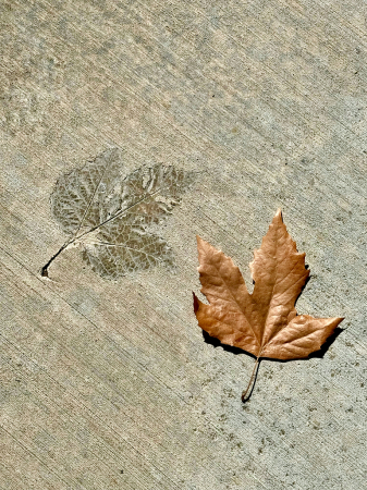 Fall leaf and Imprint 