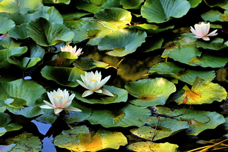 Water Lilies