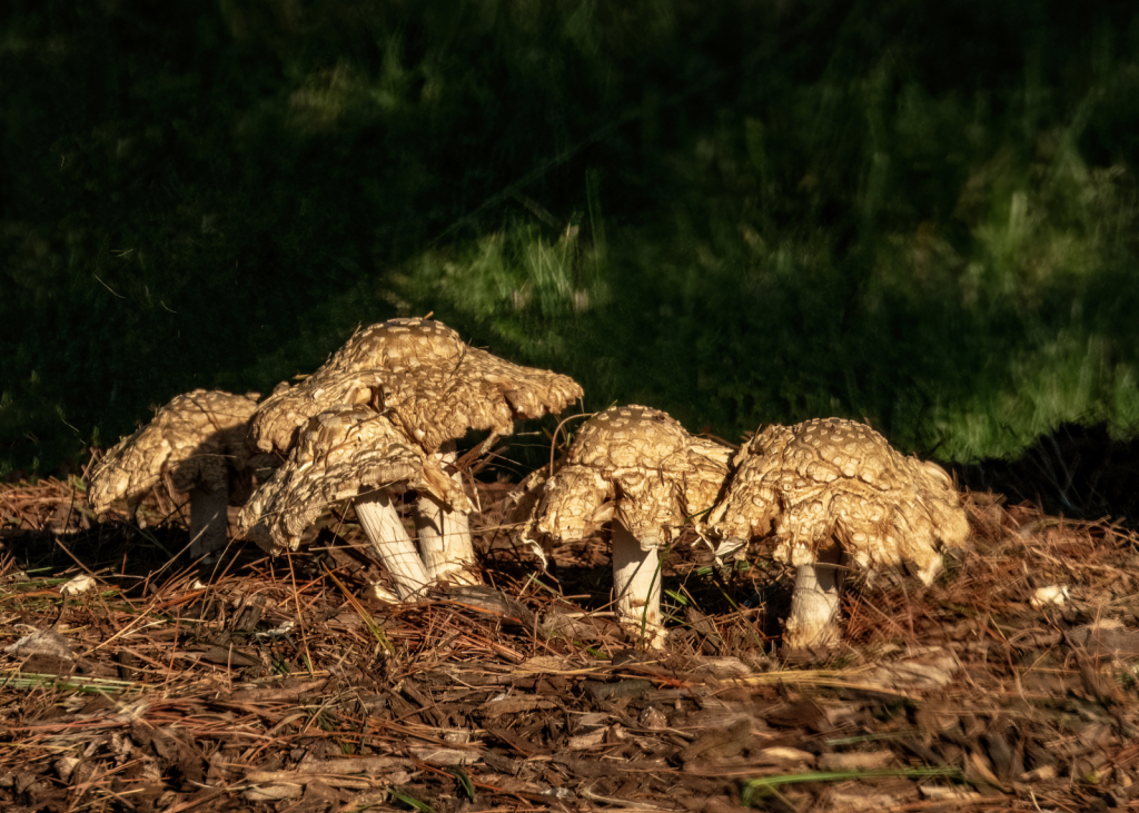 Golden Mushrooms