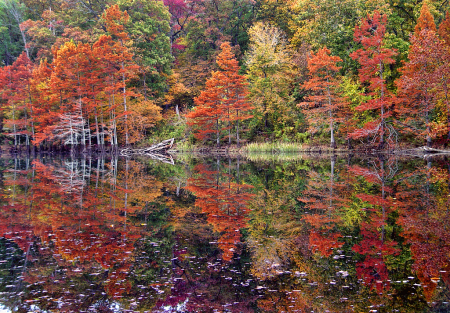 Reflections At Beavers Bend