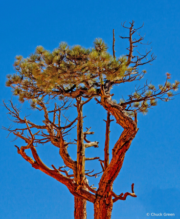 Tree Topper