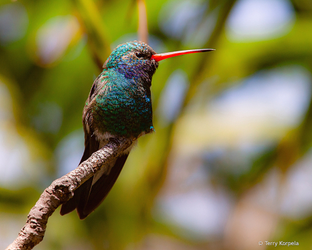 Broad-billed Hummingbird