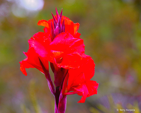 Kula Botanical Garden  Maui Hawaii