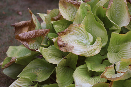 End of Season Hosta