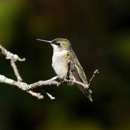 Hummingbird Strikes A Pose