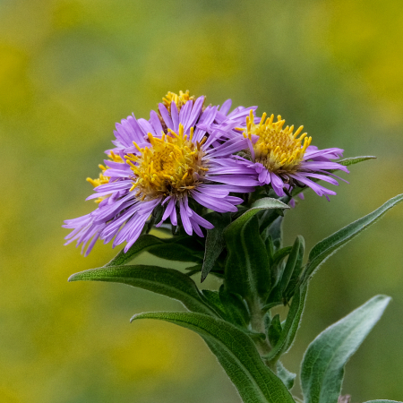 New England Aster