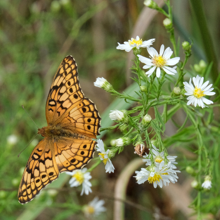 Variegated Fritillary