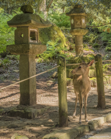 Sika Deer & Tōrō (stone lanterns)