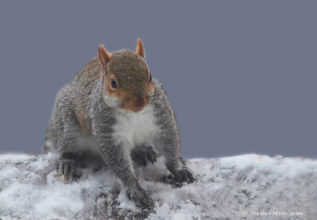 Squirrel in the Snow