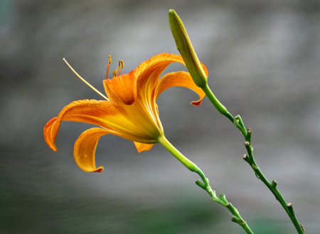 Orange Day Lily