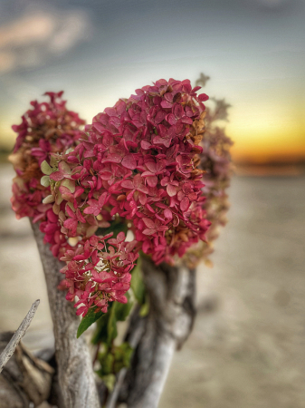 Flowers in sunset 