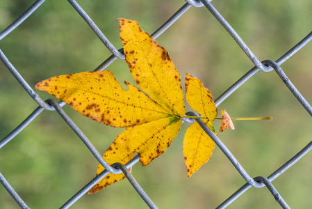 Fenced In