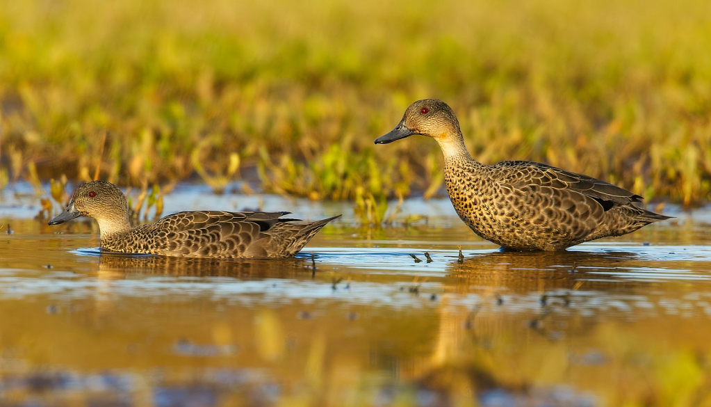 Teals in the golden light