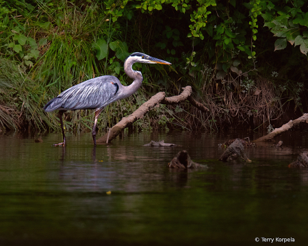 Great Blue Heron