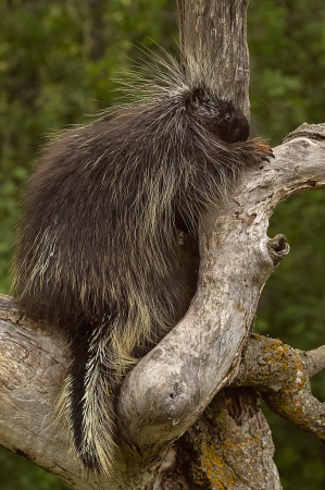 BabyPorcupine in Tree