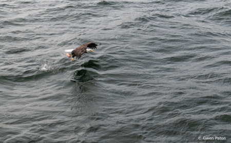 Hungry Eagle