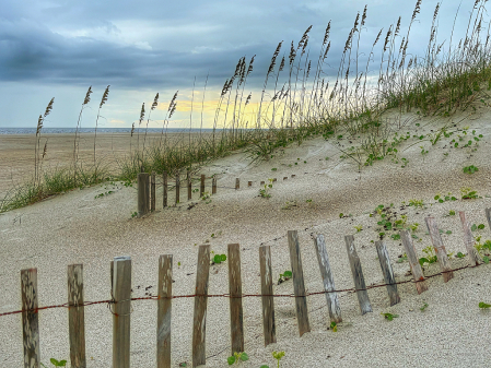 Dune Fences