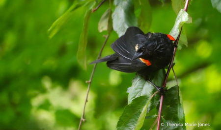 Red Wing Blackbird 