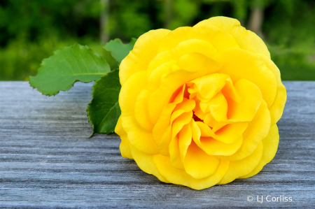 rose jaune