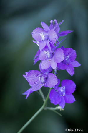 Delphinium