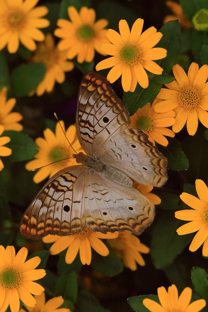 White Peacock in Yellow