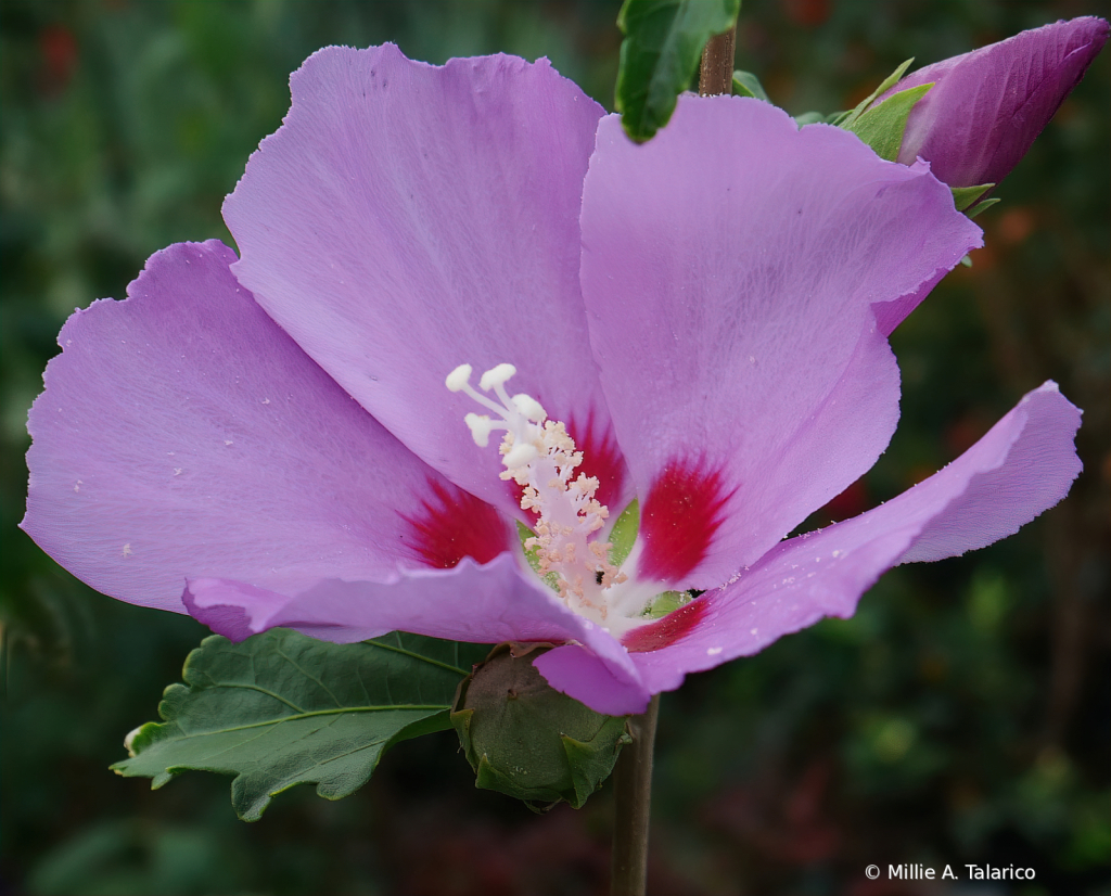 Rose Of Sharon