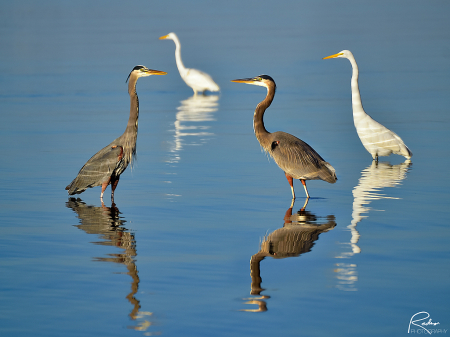 Morning Gathering in the Bay