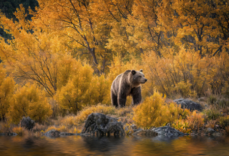 Bear in Fall Foliage