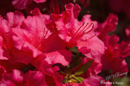 Red Azalia in bloom