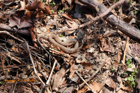 SNAKE - Bernheim Arboretum & Research Forest