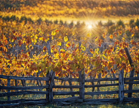 Country Vineyard