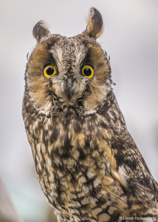 Long-eared Owl