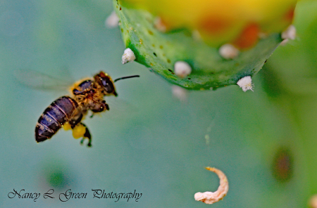 Bee In Flight