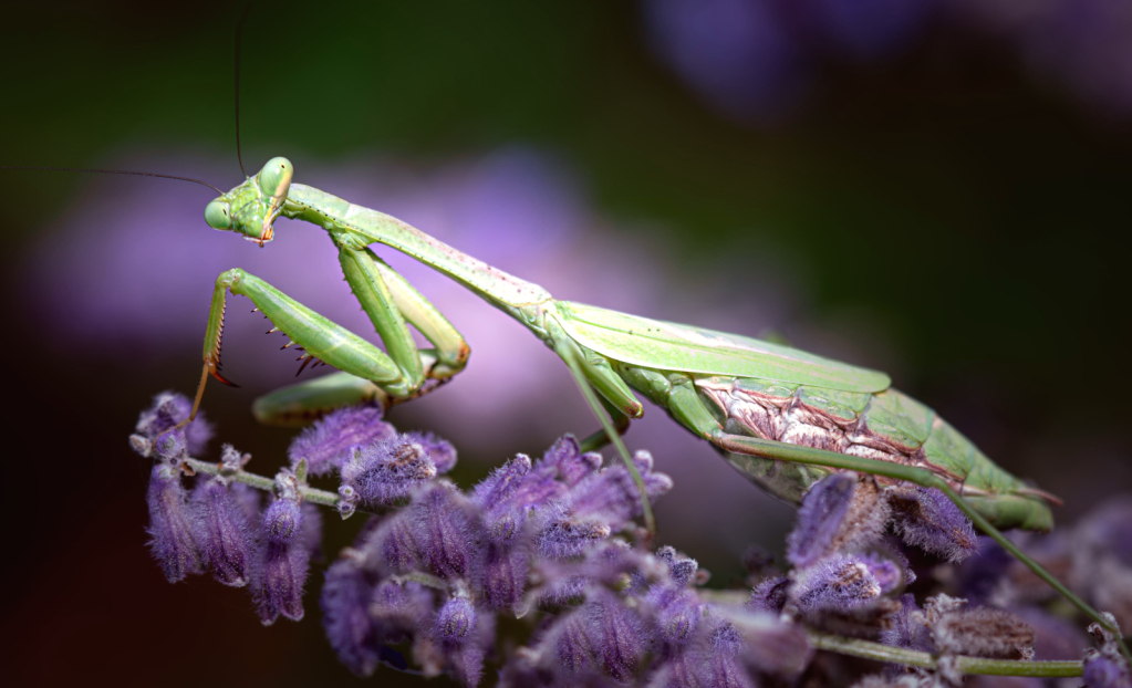 The Pregnant Praying Mantis