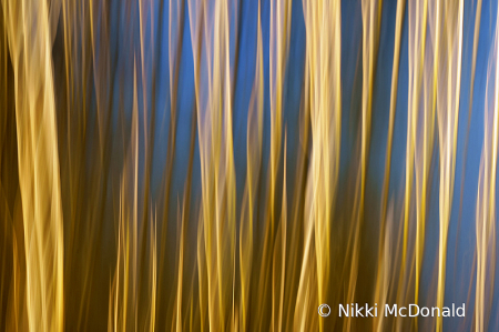 Reeds and Water