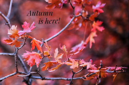 Autumn is here!