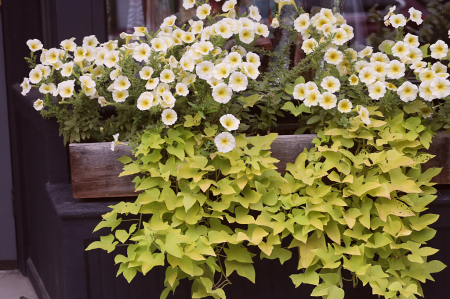 Window Box