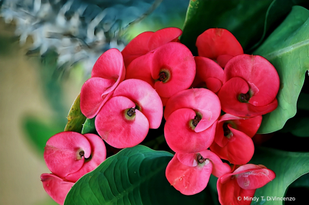 Crown of Thorns